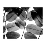 Experiments with Leaves II (Print Only) thumbnail