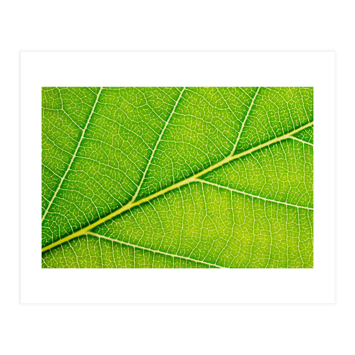 Autumn Leaf (Print Only)