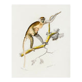 Cercopithecus griseus illustrated (Print Only) thumbnail