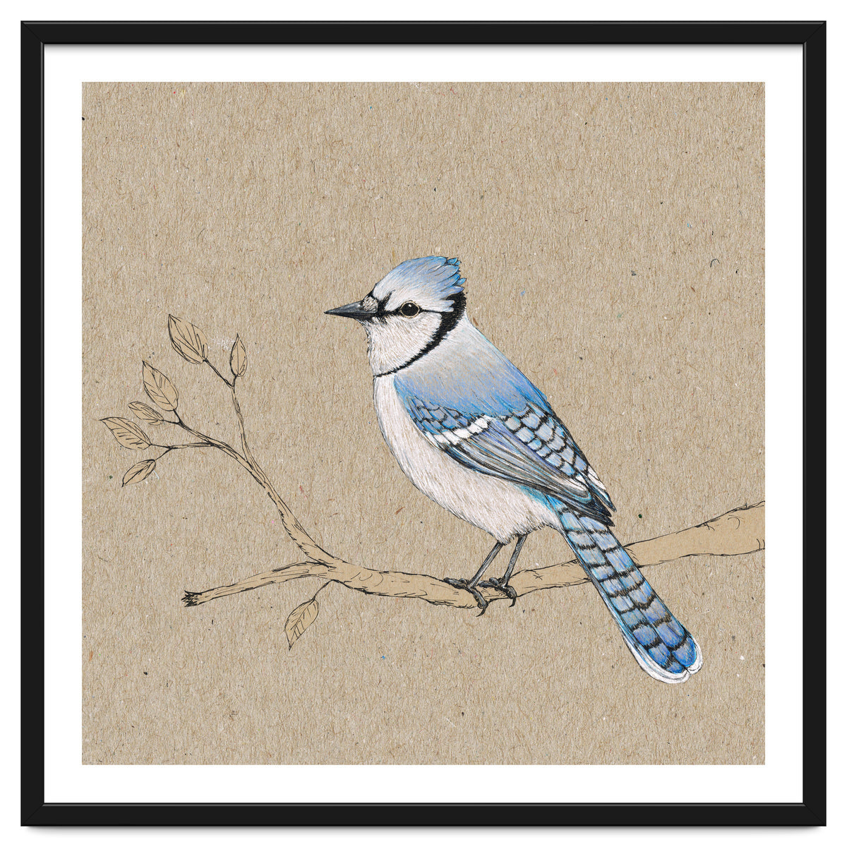 Blue jay