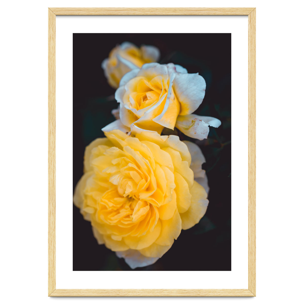 Yellow Rose