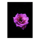 PINK ROSE IN DARK SPACE (Print Only) thumbnail