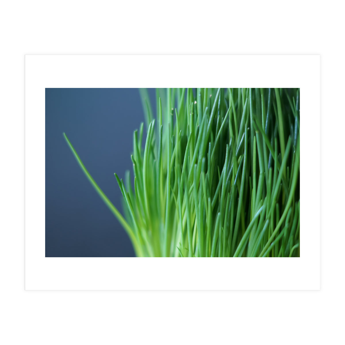 Chives (Print Only)