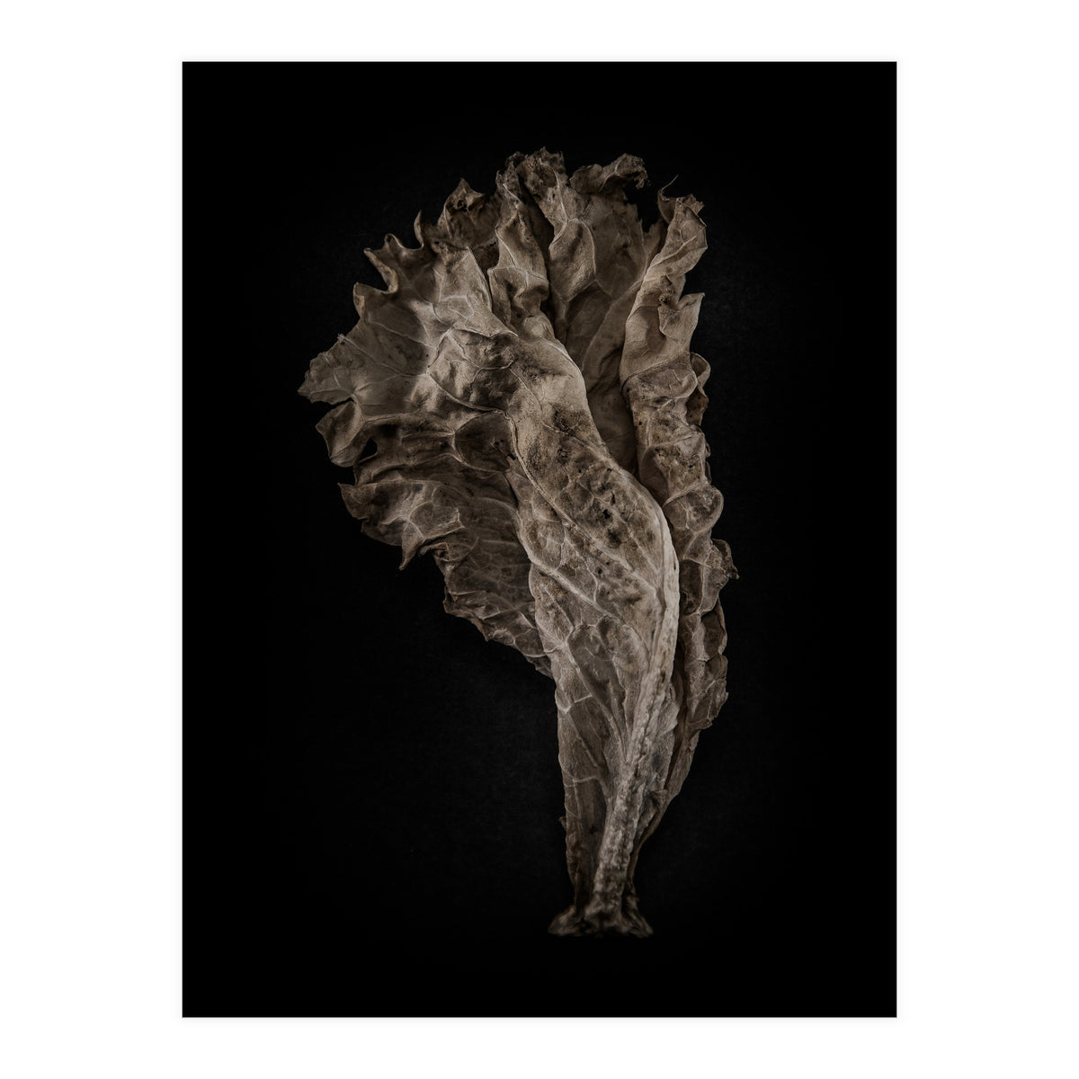 Leaves No 8 Color Version (Print Only)