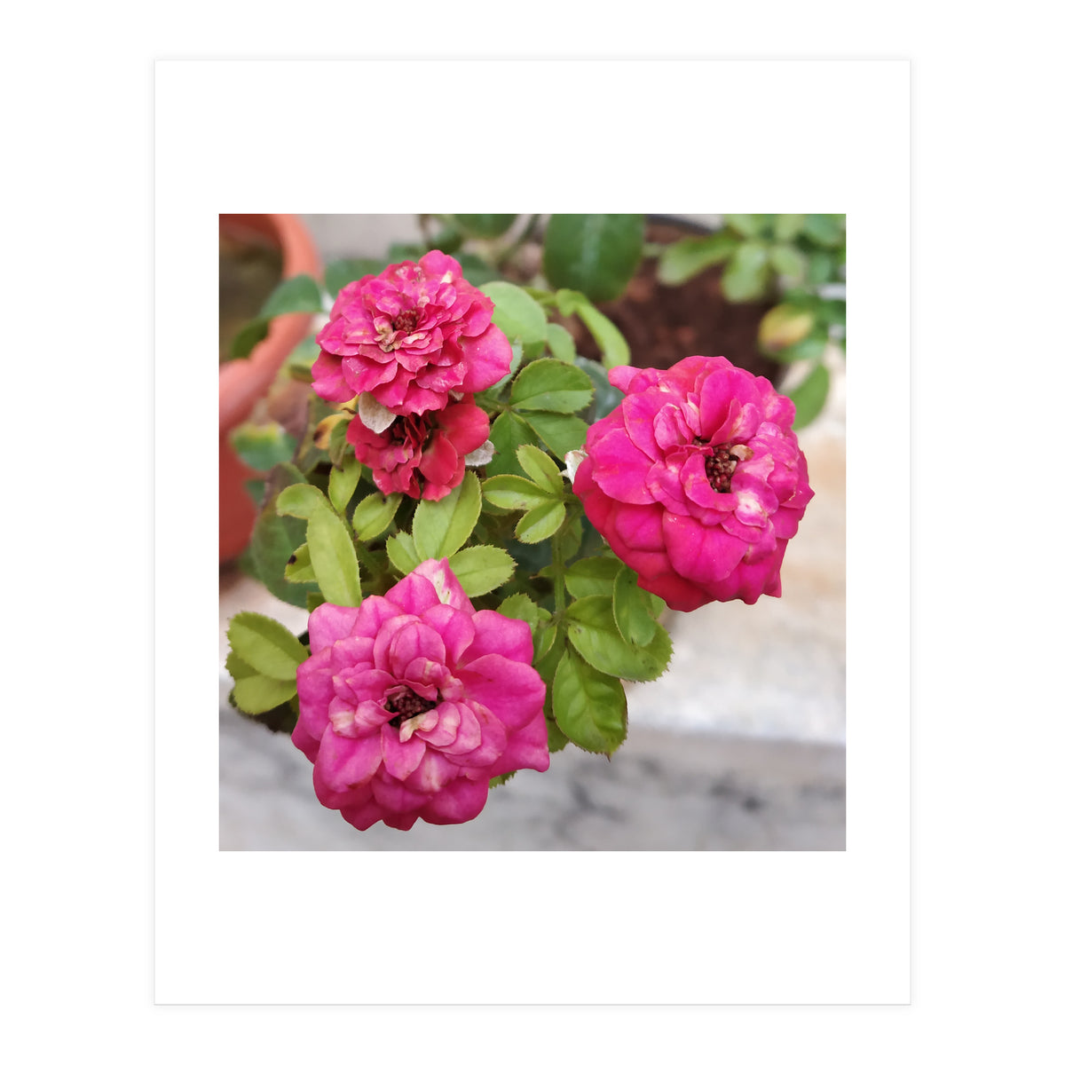 Blooming Roses (Print Only)