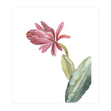 Botanical Illustration Pink Cactus Flower (Print Only) thumbnail