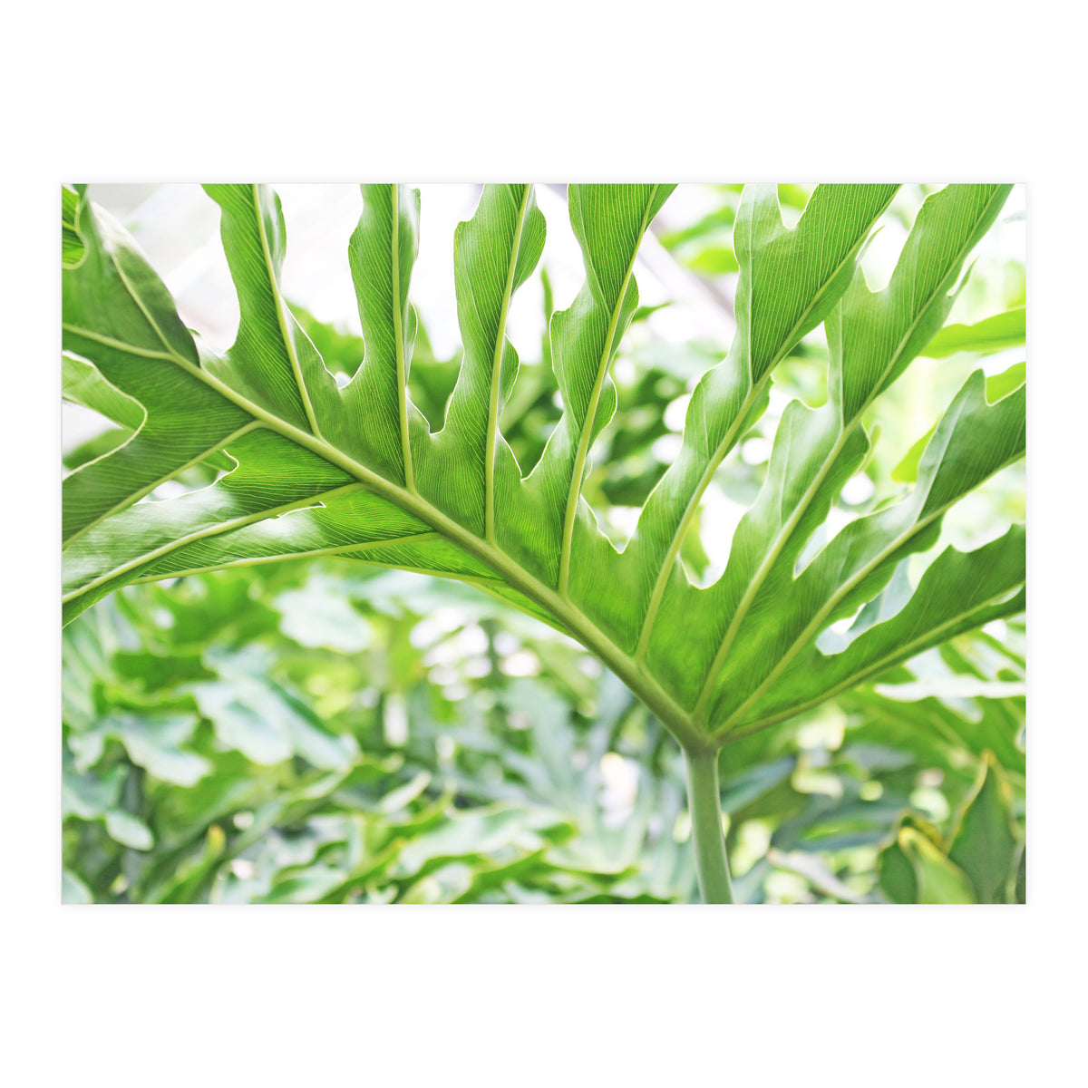 Green Leaf (Print Only)