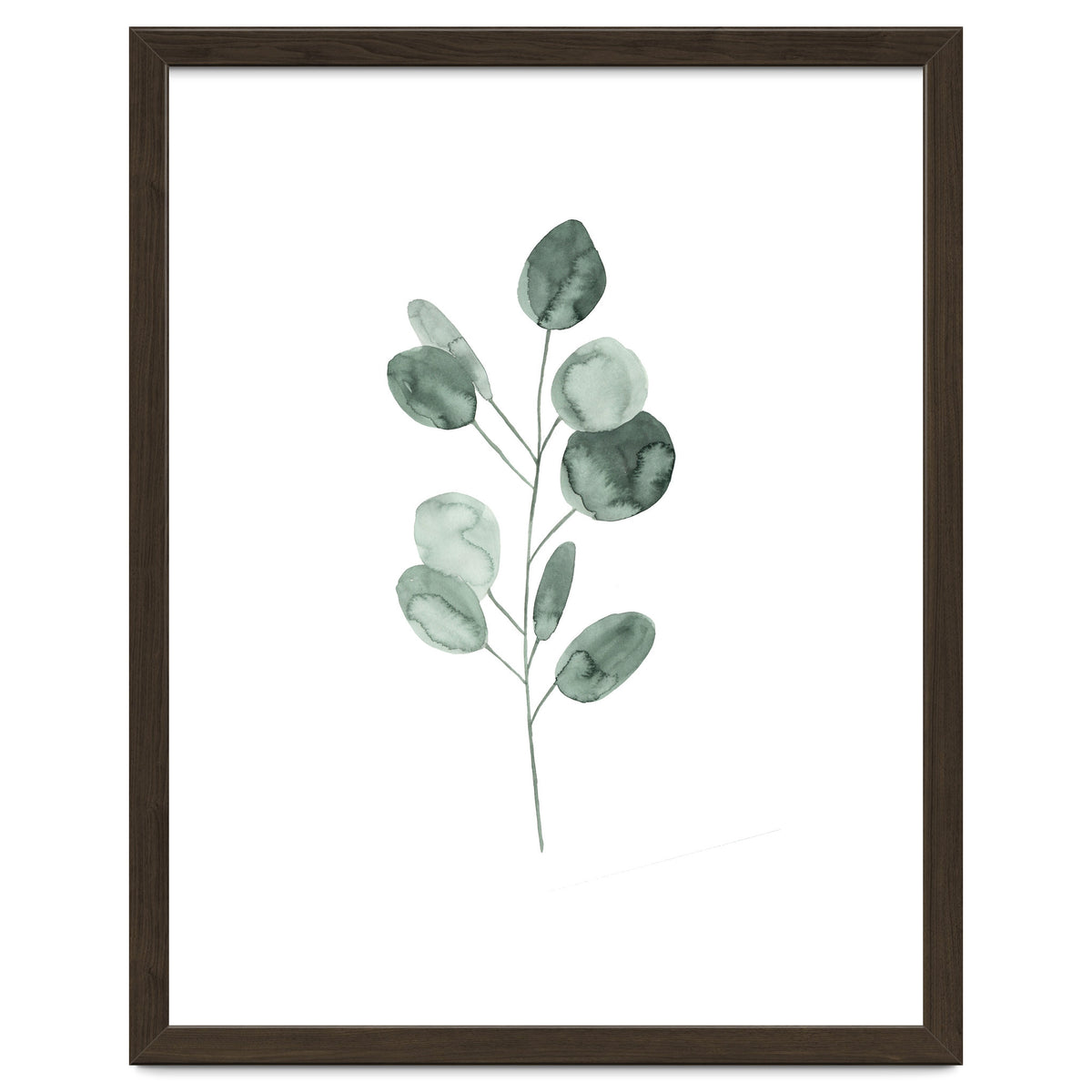 Botanical Illustration Eukalyptus2