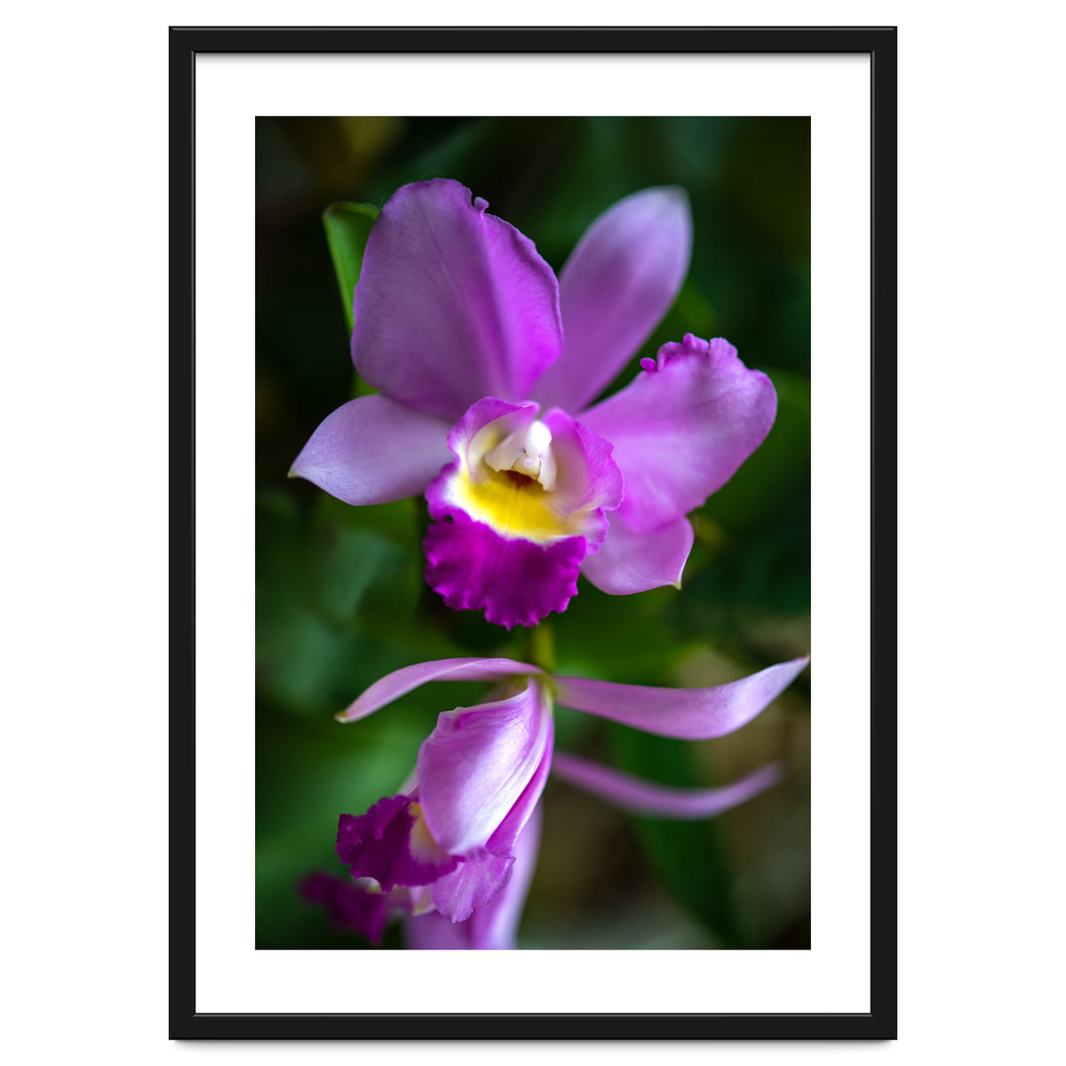 Cattleya Orchidee