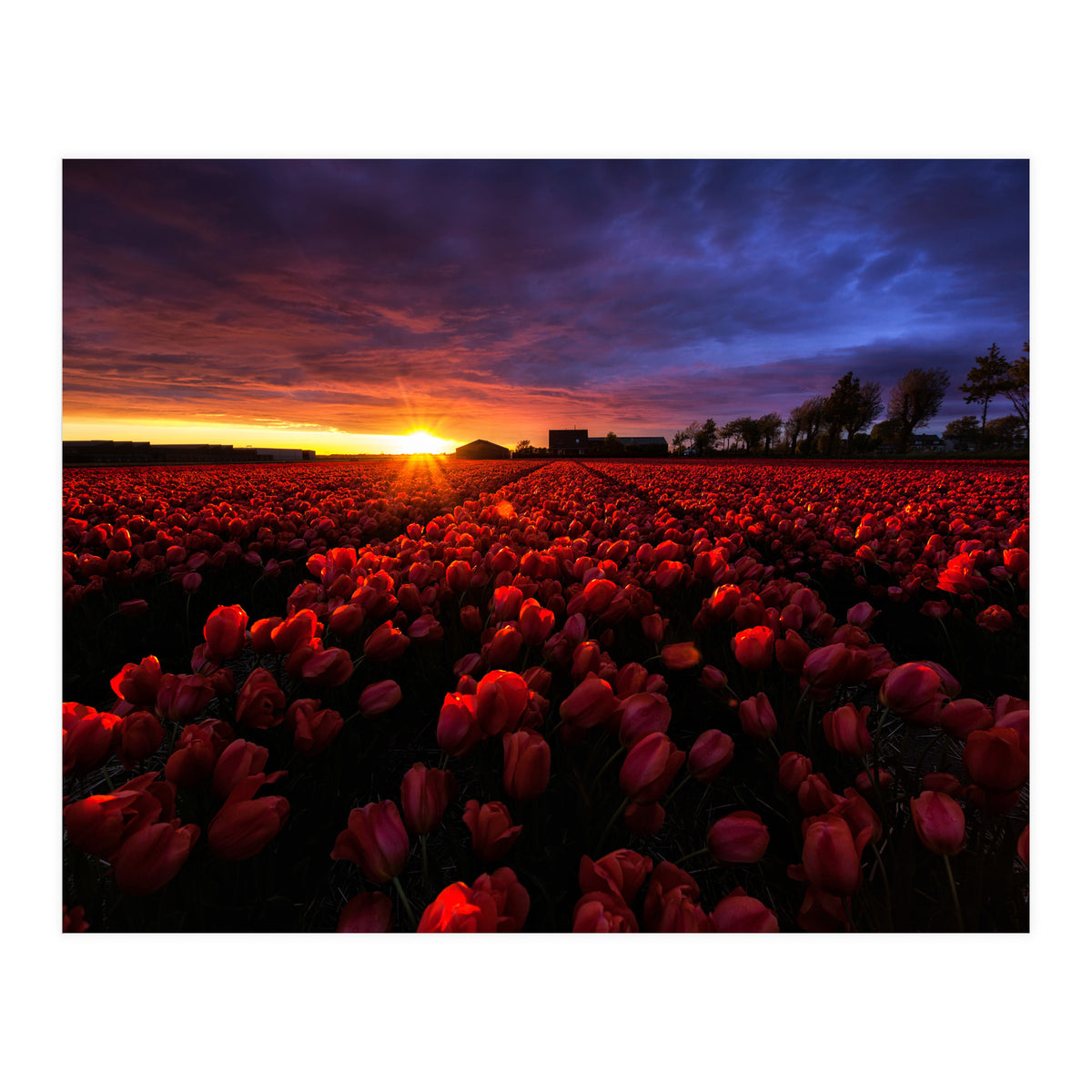 Red And Blue (Print Only)