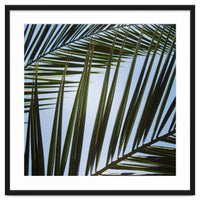 palm fronds