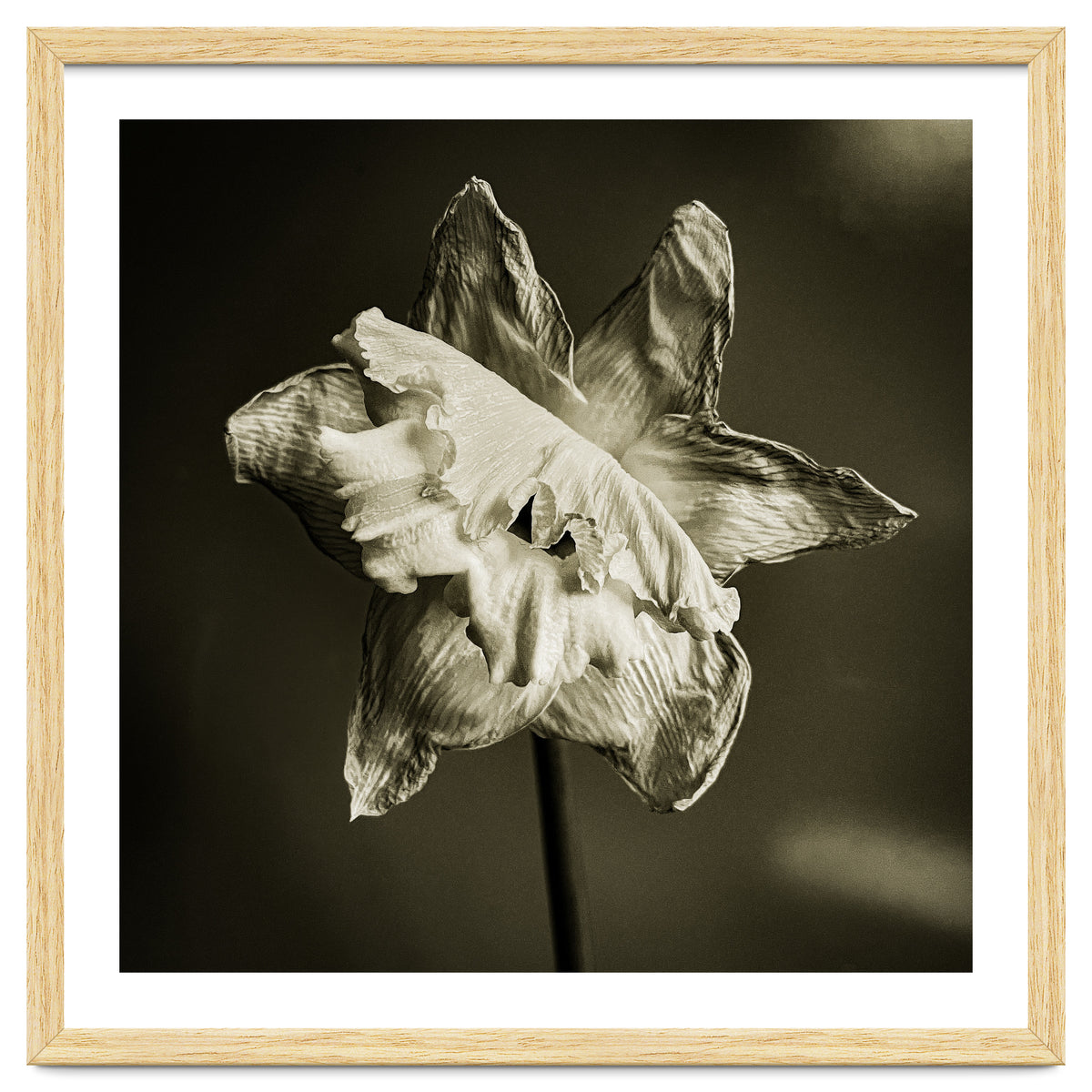 Wilting daffodil