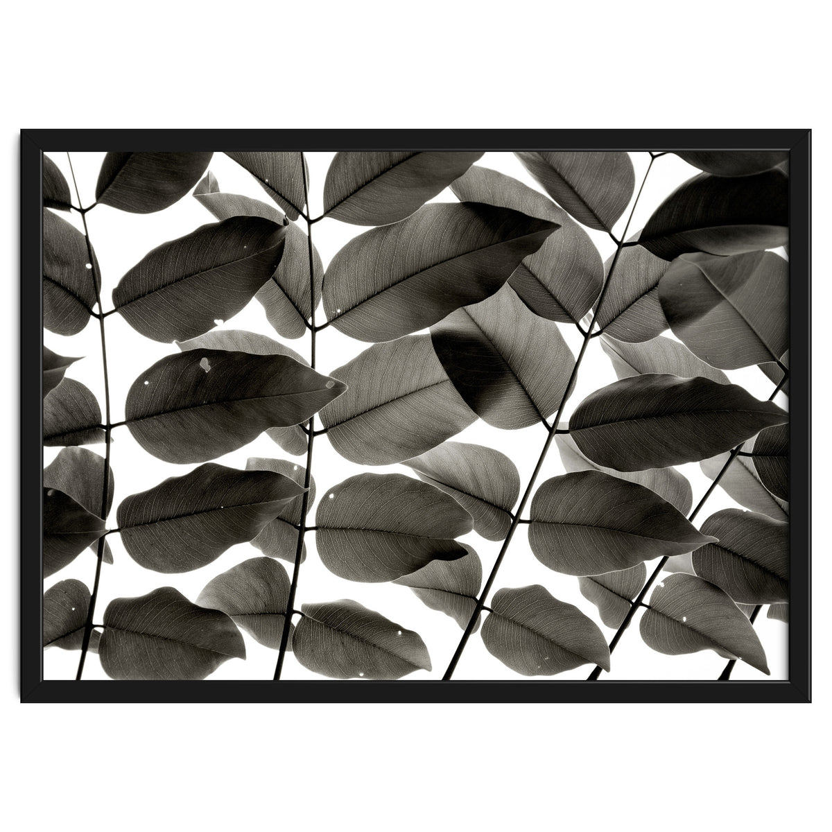 Branches and Leaves I