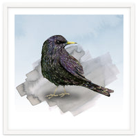 A watercolor drawing of a starling