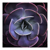 DARKSIDE OF SUCCULENTS VII (Print Only) thumbnail