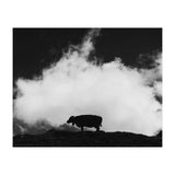 cow and cloud (Print Only) thumbnail