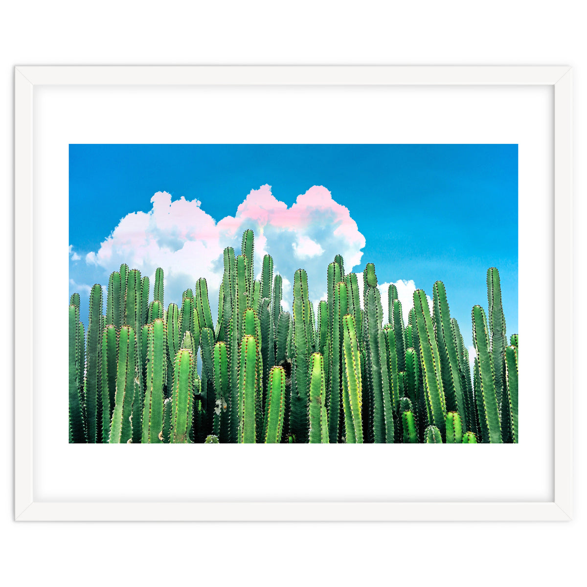 Cactus Summer