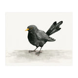 Blackbird ink drawing (Print Only) thumbnail