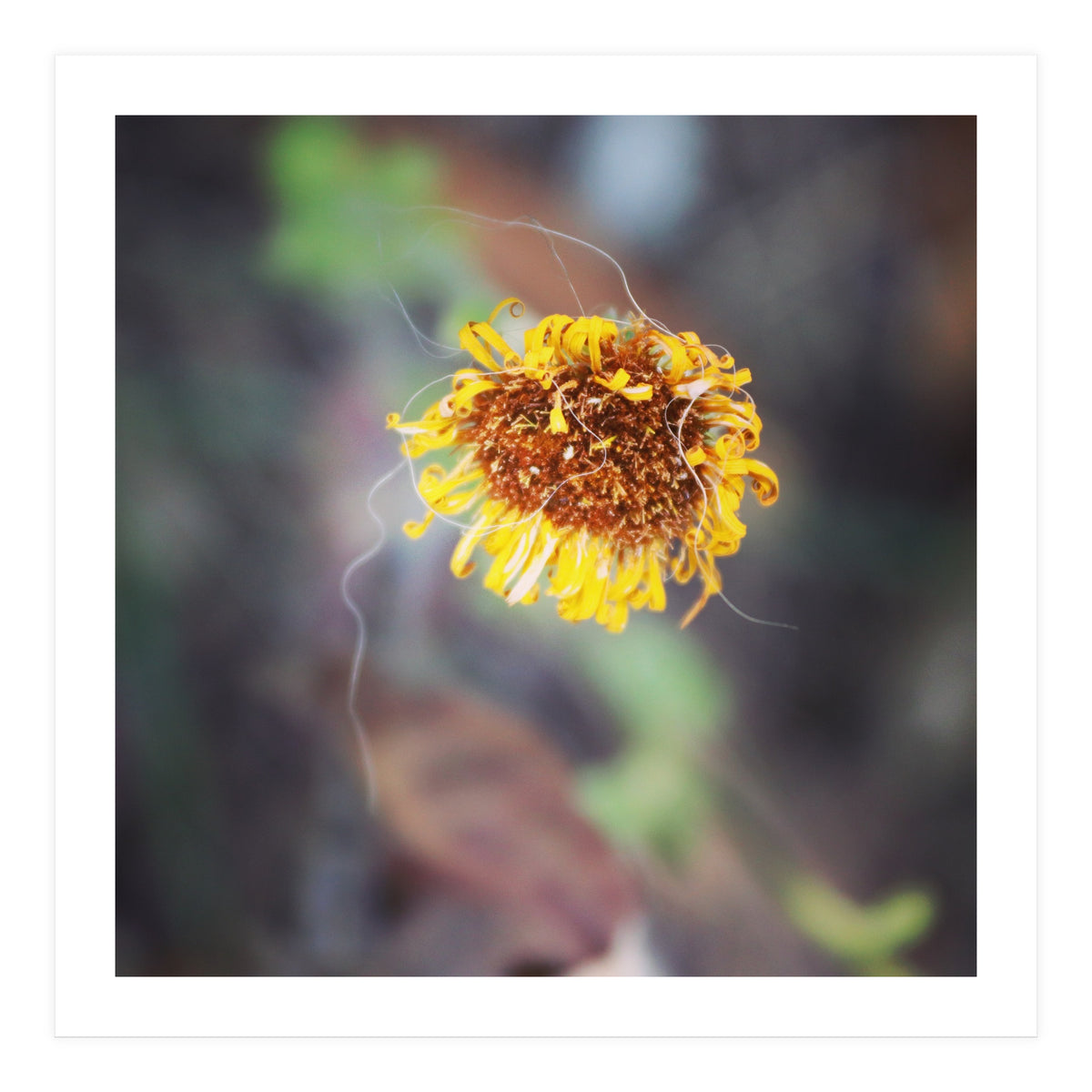 yellow daisy (Print Only)