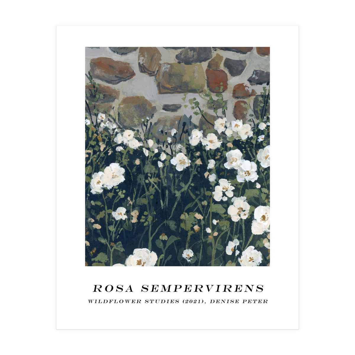 Rosa Sempervirens  (Print Only)