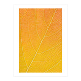 Autumn Leaf (Print Only) thumbnail