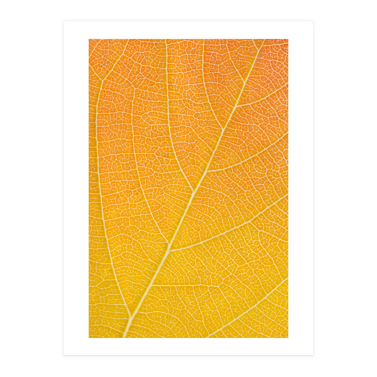 Autumn Leaf (Print Only)