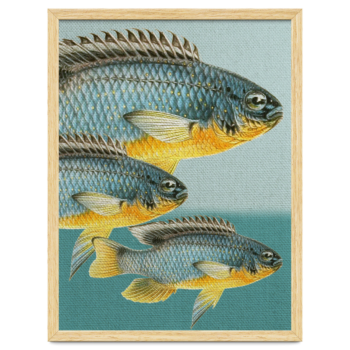 Fish Classic Designs 12