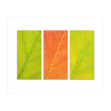 Autumn Leaves (Print Only) thumbnail