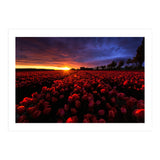 Red And Blue (Print Only) thumbnail