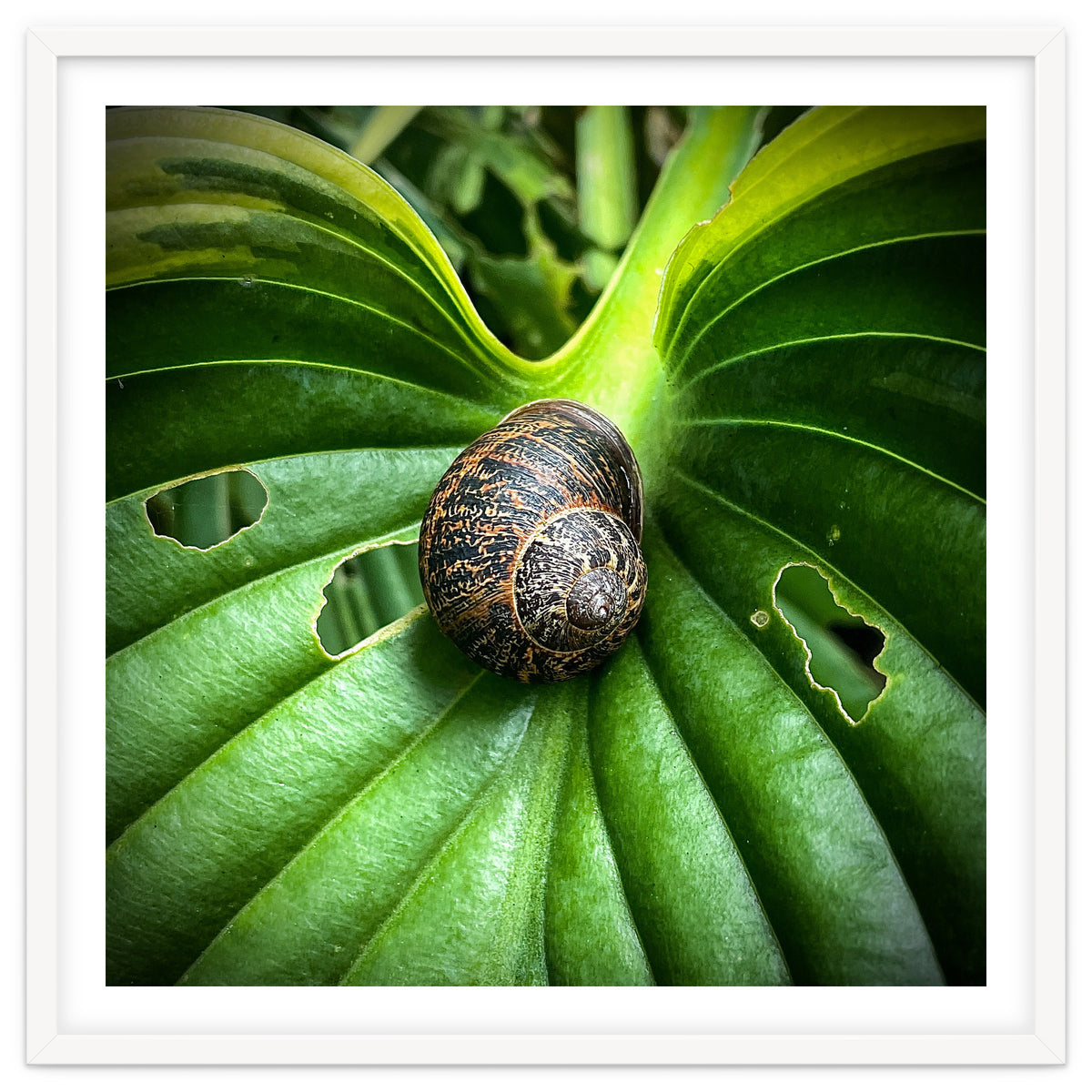 Snail on a hosta leaf