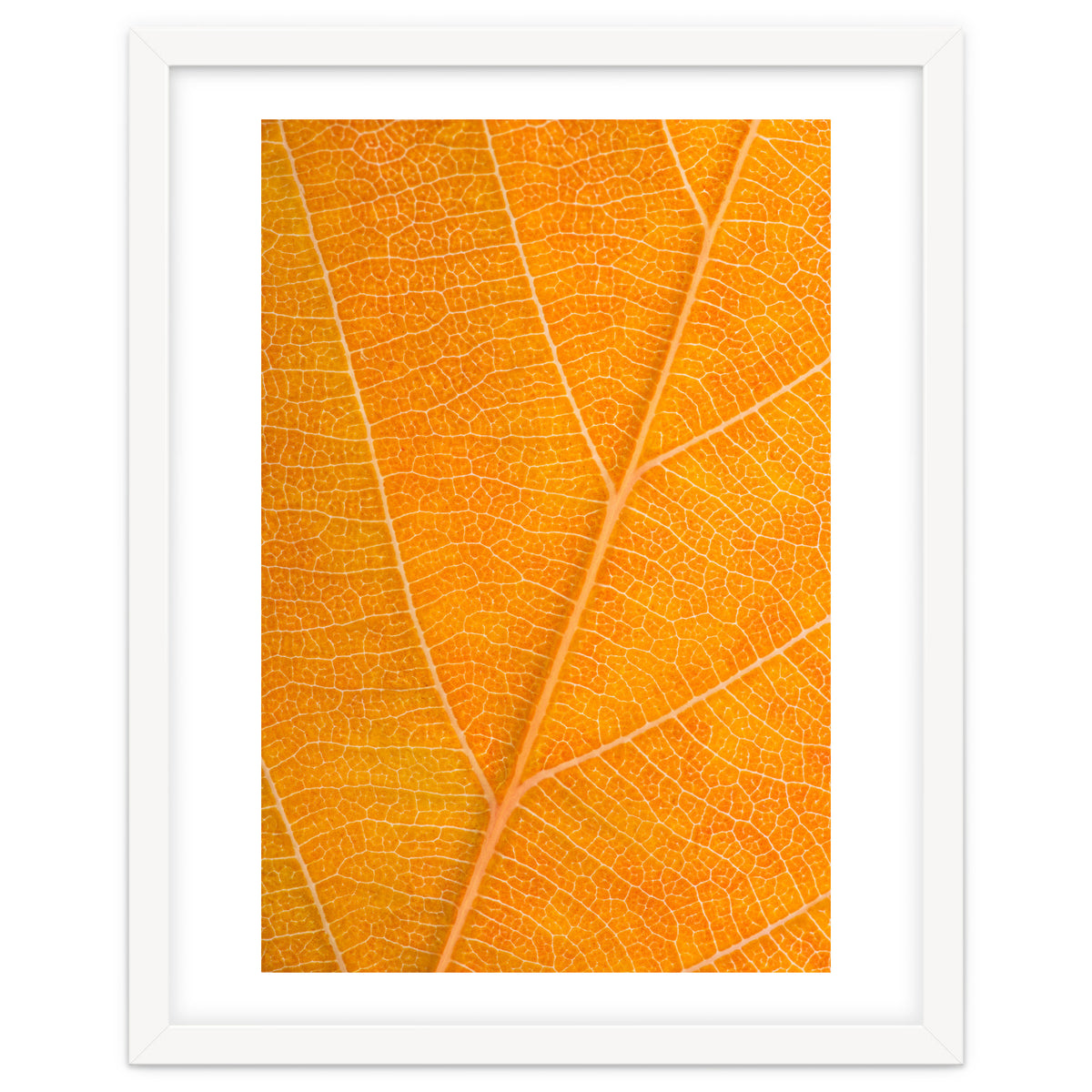 Autumn Leaf