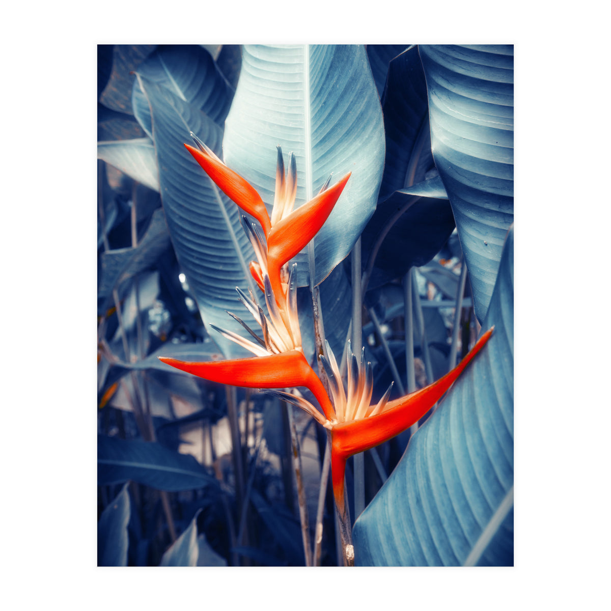 Parakeet Tropical Flower (Print Only)