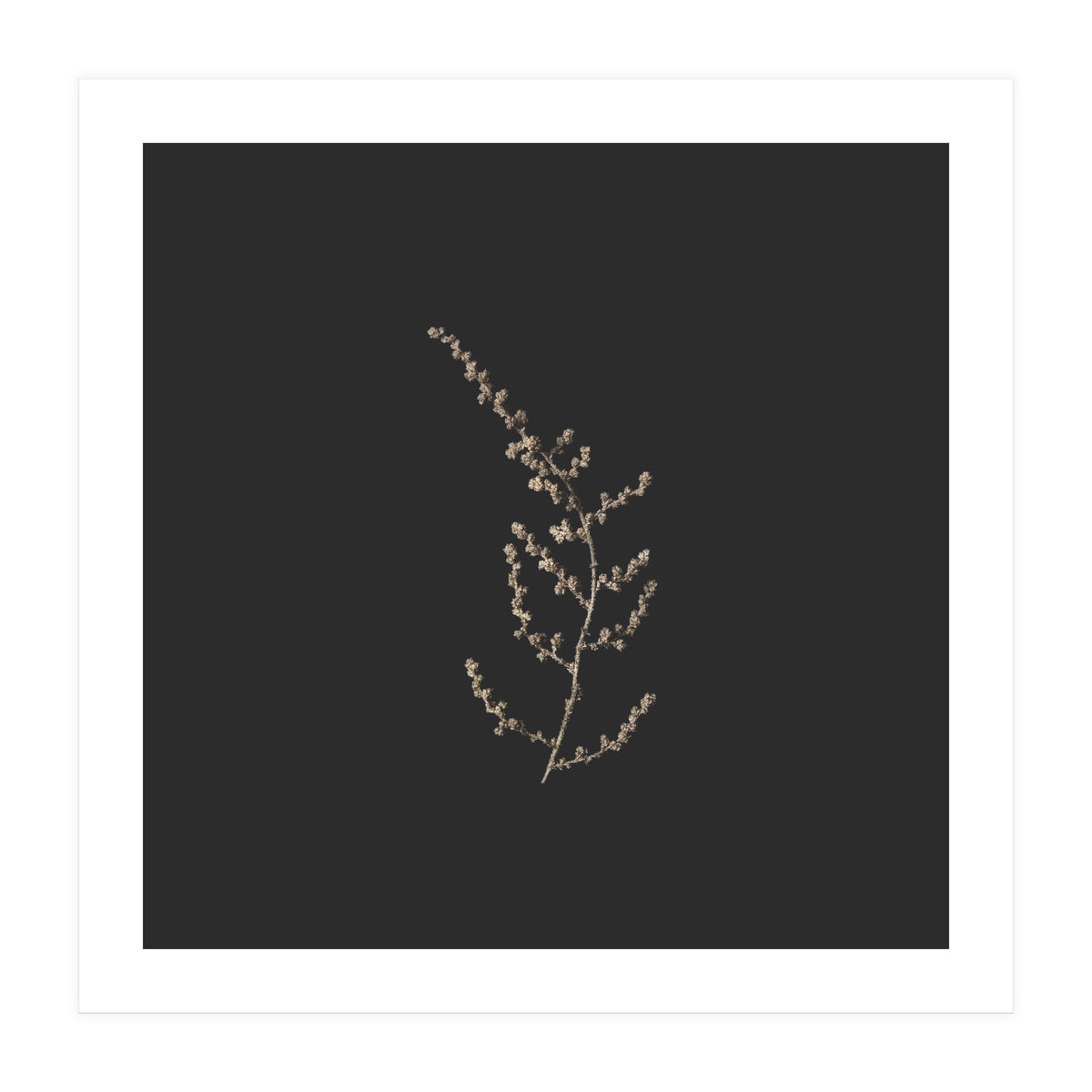 Delicate Golden Fynbos Botanicals on Black - Square (Print Only)