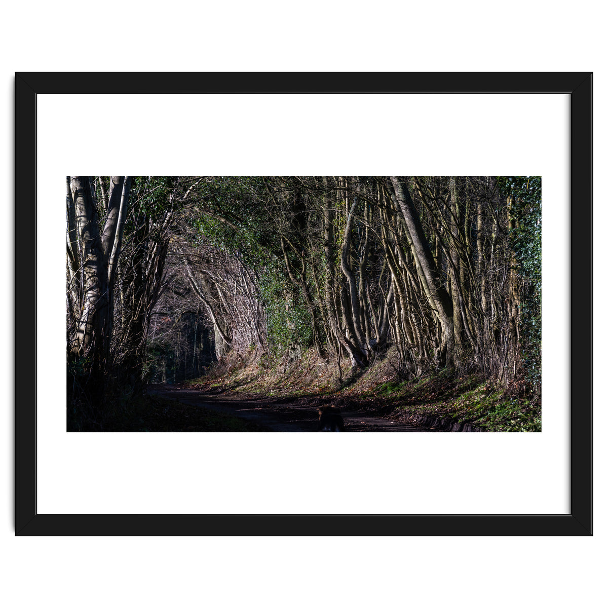 Sunlit Tunnel of Trees