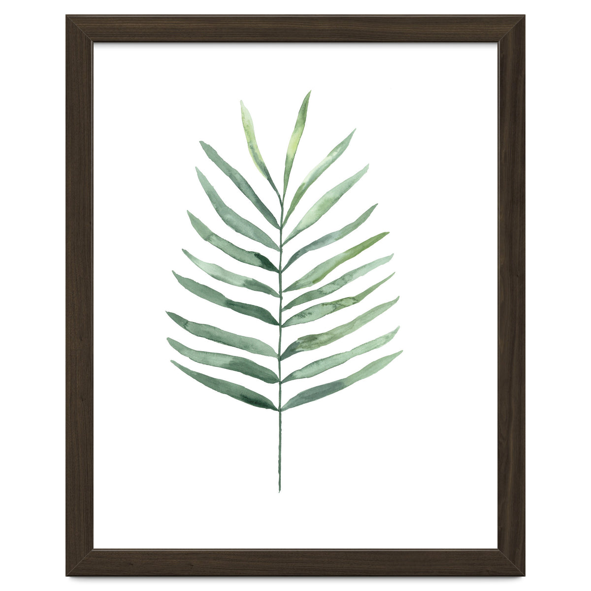 Botanical Illustration Fern