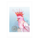 Major Mitchell's cockatoo (Print Only) thumbnail
