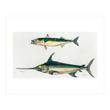 Different types of fishes illustrated  (Print Only) thumbnail