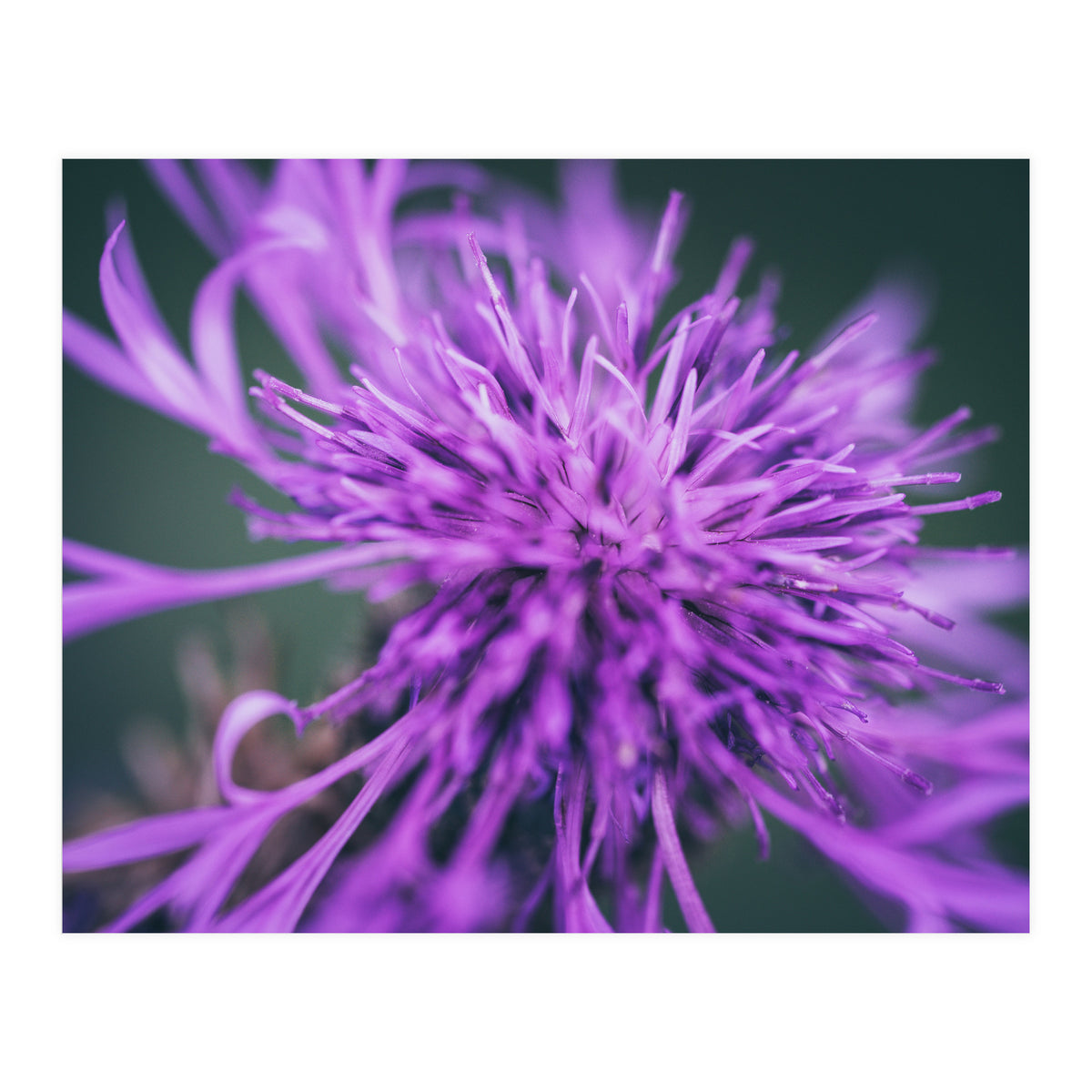 Amethyst (Print Only)