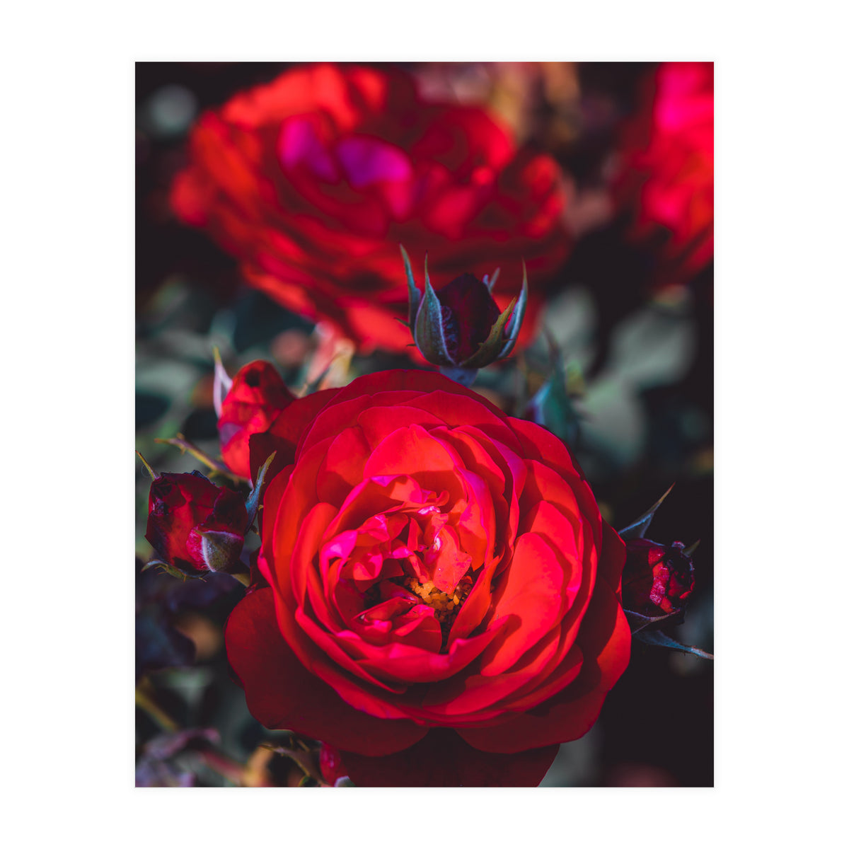 Dark Red (Print Only)