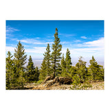 Pine Mountain (Print Only) thumbnail