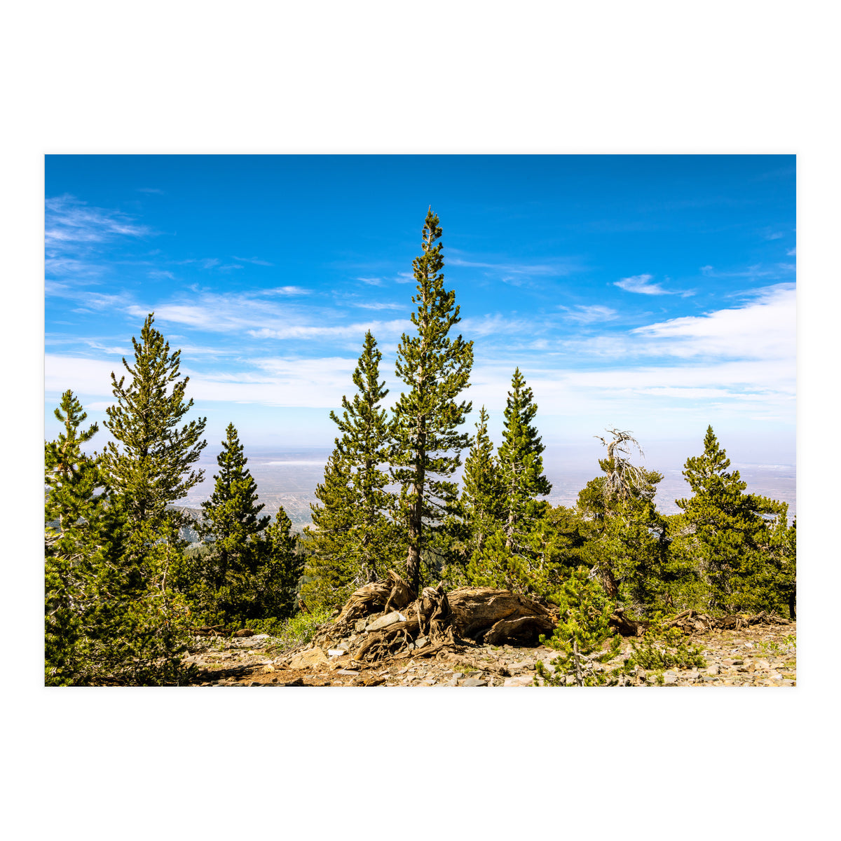 Pine Mountain (Print Only)