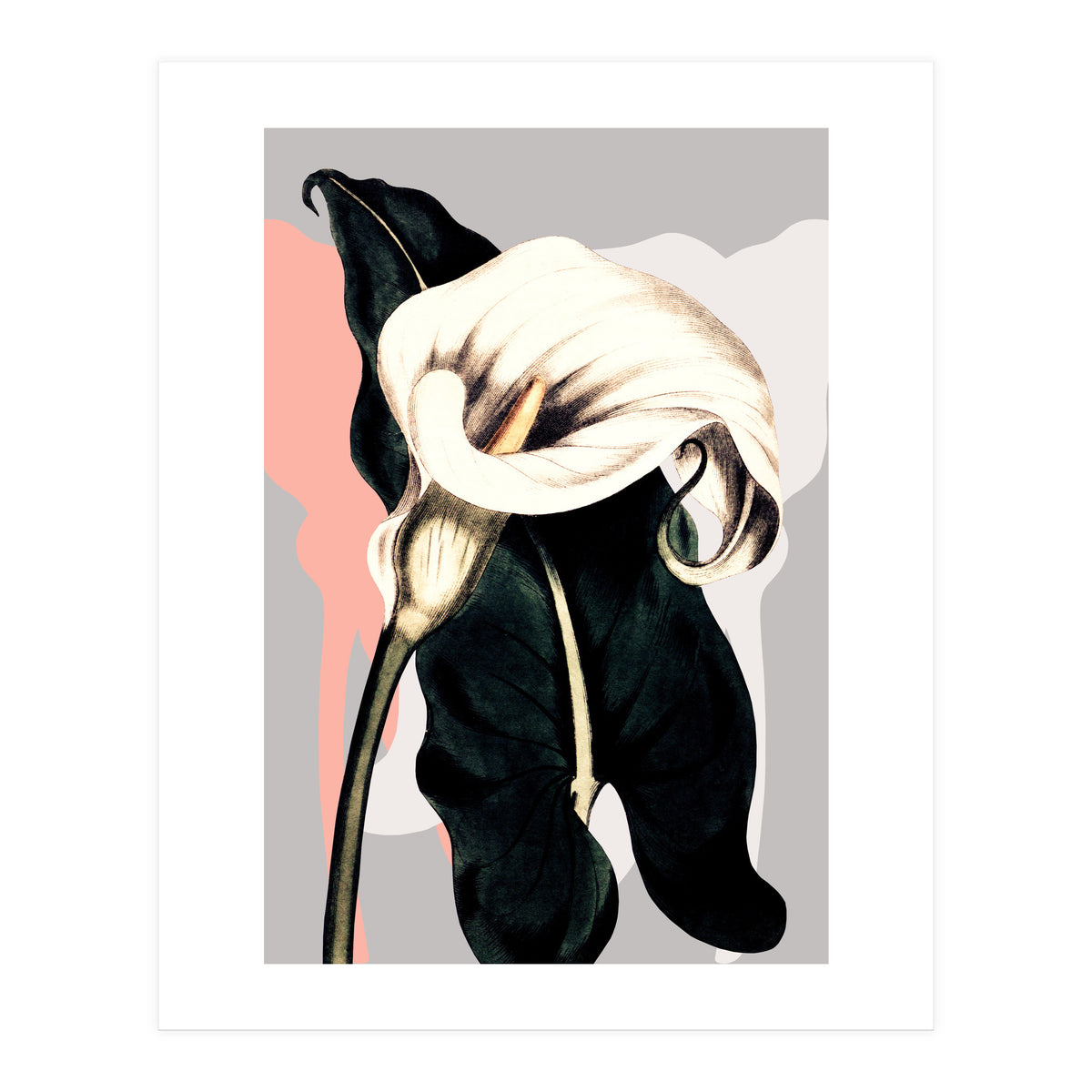 Calla lily flower (Print Only)