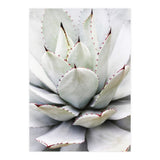 Agave plant (Print Only) thumbnail