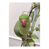 Attractive Indian Parrot (Print Only) thumbnail