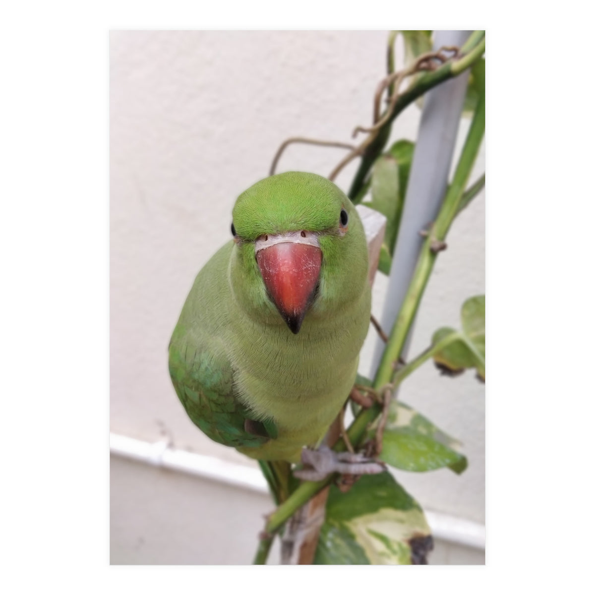 Attractive Indian Parrot (Print Only)