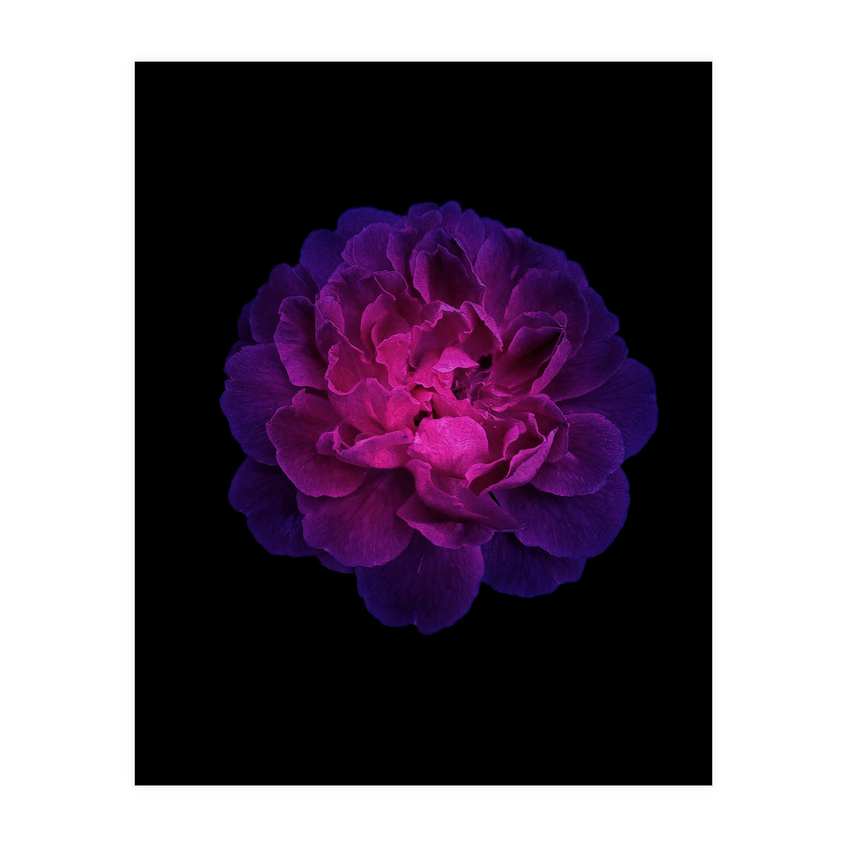 Blooming Nature (Print Only)