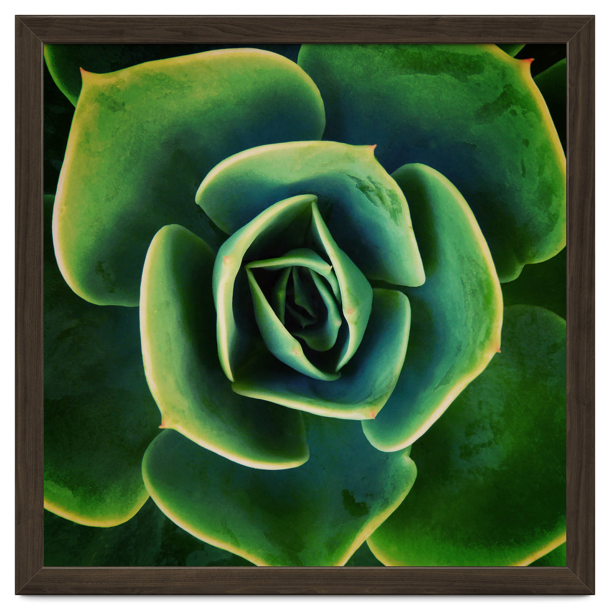 DARKSIDE OF SUCCULENTS XIII