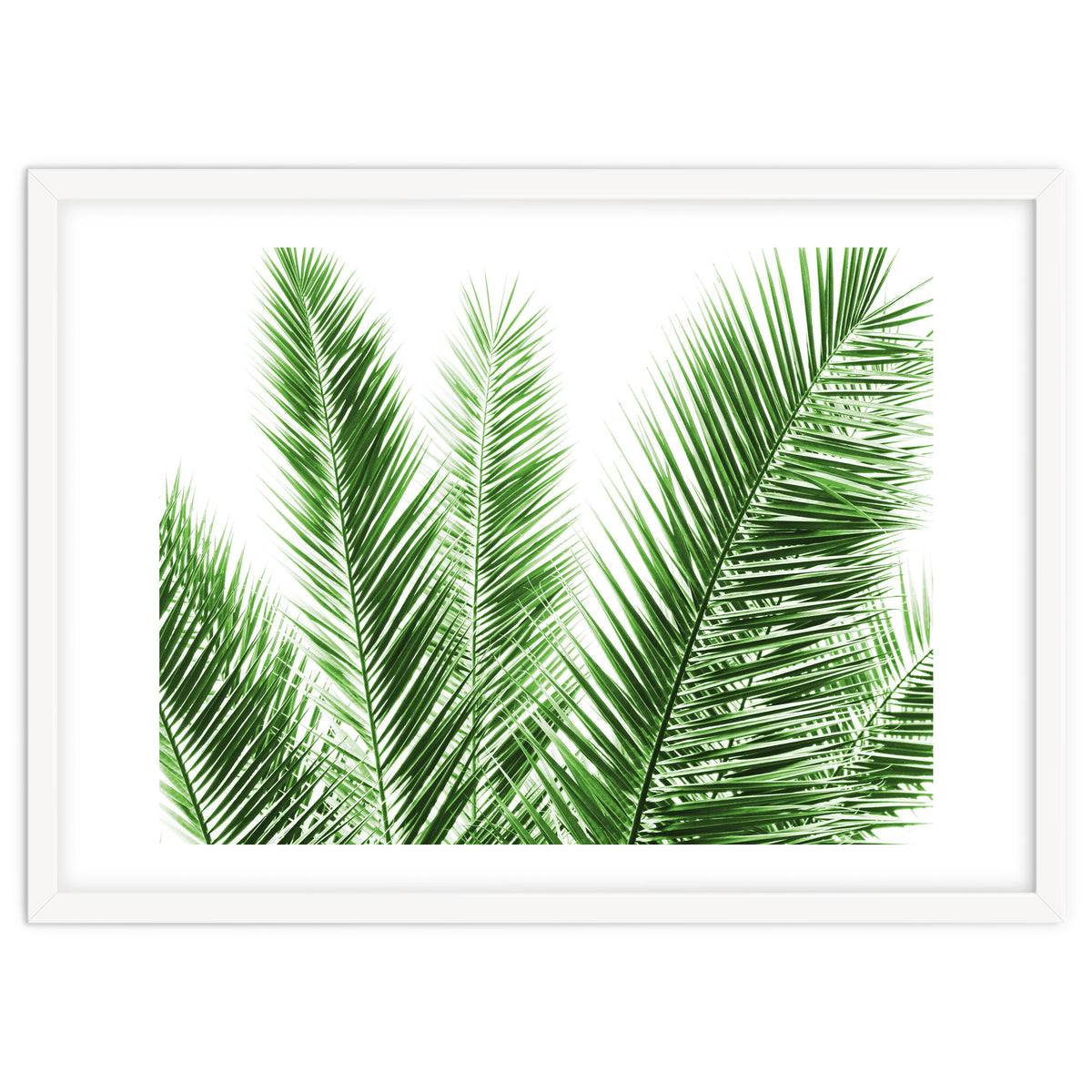 Palm Leaves