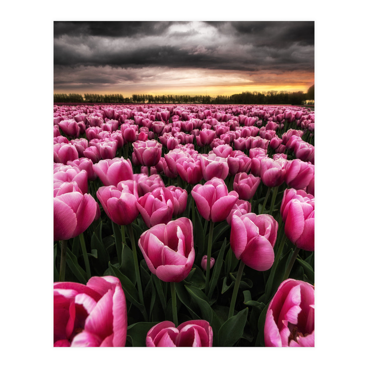 Spring Palette (Print Only)