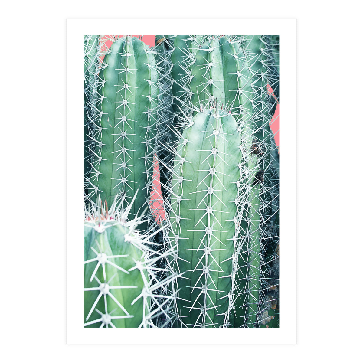 Cactus Up Close (Print Only)